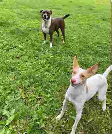Image of C Four Paws - Dog Transport & Dog Boarding Pet Hotel service in Arkwright Town, England, United Kingdom