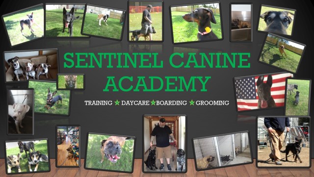 Image of Sentinel Canine Academy service in Strafford County, New Hampshire, United States