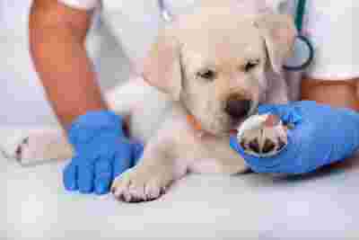 Image of Circolo Veterinario Bolognese service in Bologna, Bologna, Italy