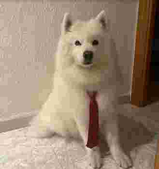 Image of Lindogs & Cats service in Zaragoza, Zaragoza, Spain