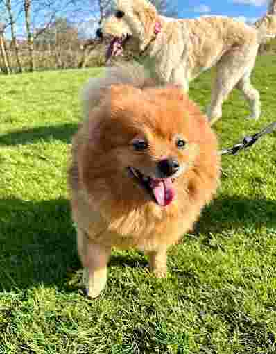 Image of Life On Paws Dog Sitting Sheffield: Home Dog Care service in Sheffield, England, United Kingdom