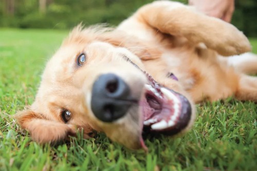 Image of Whole Dogz service in Alexandria, Louisiana, United States Image of Whole Dogz service in Alexandria, Louisiana, United States
