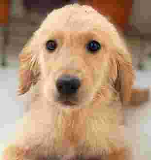 Image of High Paws - Pet Boarding and Daycare in Chhattarpur service in New Delhi, Delhi, India