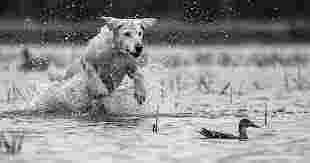 Image of Stevenson Gun Dog and Obedience service in Anoka County, Minnesota, United States