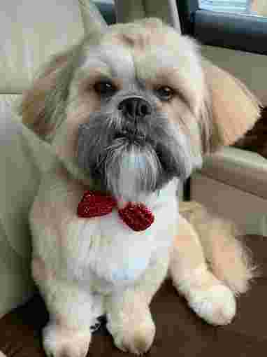 Image of New Hope Vets service in Wallasey, England, United Kingdom