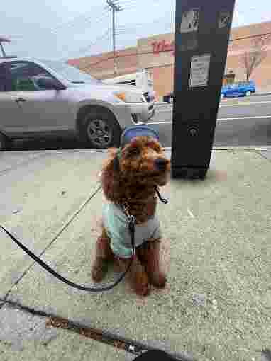 Image of Shiny Paws Grooming & Day Care service in New York, New York, United States