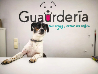Image of Vive Pets (Bº Chamberí) Hotel 24h, guardería y peluquería canina service in Madrid, Madrid, Spain