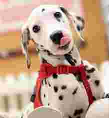 Image of Pets at Home Christchurch - Poole service in Poole, Dorset, United Kingdom