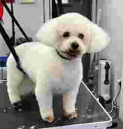 Image of Hot Dog Grooming service in Maghull, England, United Kingdom