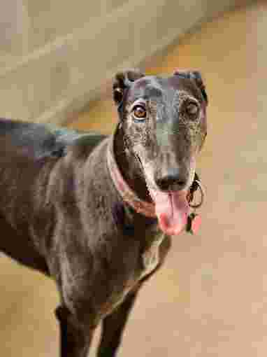Image of Fiveacre Boarding Kennels & Cattery service in Duckmanton, England, United Kingdom