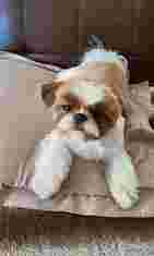 Image of Veterinary clinic Univet Nice Gorbella service in Nice, Alpes-Maritimes, France