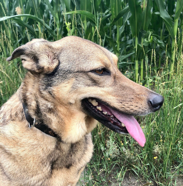 Image of Anja Grigoleit - Ganzheitliche Verhaltenstherapeutin & Hundetrainerin service in Dortmund, Nordrhein-Westfalen, Germany