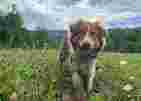 Image of Mayke‘s Dog Walk - Hundebetreuung Zürich service in Zurich, Zurich, Switzerland