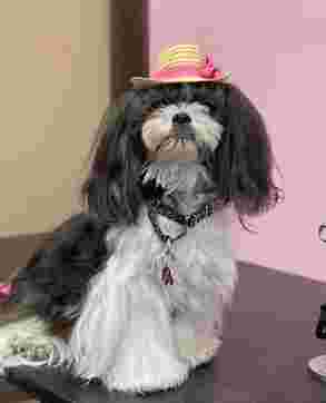 Image of Indy K9 Groom service in Beech Grove, Indiana, United States