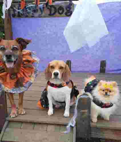 Image of Happy Dog - Pet Hotel & Day Care service in Curitiba, Parana, Brazil Image of Happy Dog - Pet Hotel & Day Care service in Curitiba, Parana, Brazil