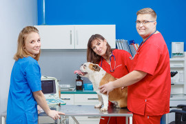 Image of My Vet - Przychodnia weterynaryjna warszawa service in Warszawa, Mazowieckie, Poland