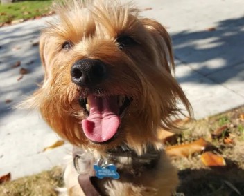 Image of Lucky Dog Walking San Diego service in San Diego, California, United States
