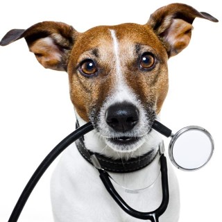 Image of Clanrye Veterinary Clinic - Newry service in Belfast, Northern Ireland, United Kingdom
