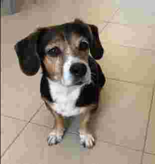 Image of Ibone Olondriz veterinario a domicilio service in Madrid, Madrid, Spain