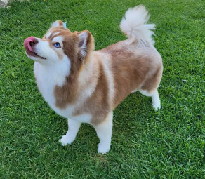 Image of K-NINO REAL VETERINARIA Y ESTETICA CANINA. service in Tijuana, Baja California, Mexico