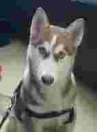 Image of Professional Dog training and Dog walking at noida service in Greater Noida, Uttar Pradesh, India