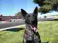 Image of K9 Unlimited - Franklin service in Franklin, Indiana, United States Image of K9 Unlimited - Franklin service in Franklin, Indiana, United States