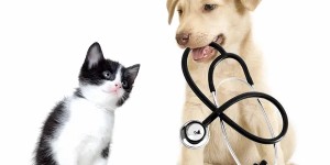 Image of Abri Animal Clinic service in Edmond, Oklahoma, United States Image of Abri Animal Clinic service in Edmond, Oklahoma, United States
