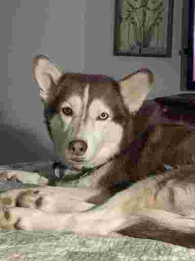 Image of Doggie Dooz service in Moore, Oklahoma, United States
