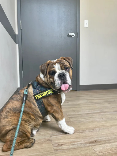 Image of Rox Falls Vet service in Philadelphia, Pennsylvania, United States