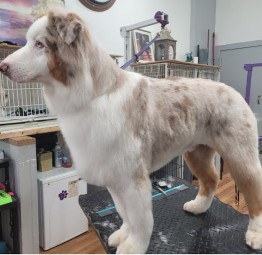 Image of Professional Pet Grooming Salon LLC service in Yonkers, New York, United States Image of Professional Pet Grooming Salon LLC service in Yonkers, New York, United States