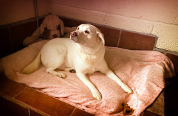 Image of Marshalls Boarding Kennels service in Aughton, England, United Kingdom