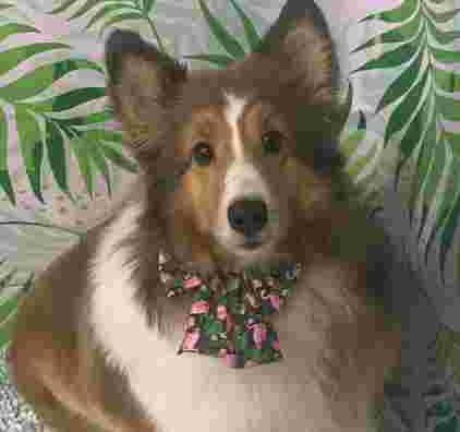 Image of Ruff and Fluff Grooming service in Regina, Saskatchewan, Canada