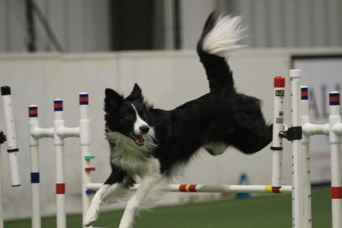 Image of Barb Levenson Dog Training Center service in Penn Hills, Pennsylvania, United States Image of Barb Levenson Dog Training Center service in Penn Hills, Pennsylvania, United States