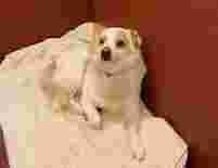 Image of Sandy Lane Kennels And Cattery service in Bramley, England, United Kingdom