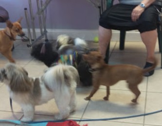 Image of Rollover Rovers and Happy Tails Training service in North Miami Beach, Florida, United States Image of Rollover Rovers and Happy Tails Training service in North Miami Beach, Florida, United States