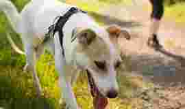 Image of Hundeschule - Hunde ATS - Agility Training Sport service in Mülheim an der Ruhr, North Rhine-Westphalia, Germany