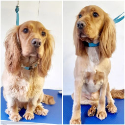 Image of Dog Grooming🐾 by Emma service in Christchurch, Dorset, United Kingdom