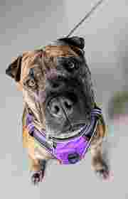 Image of Red Alpha Canine - Dog Nutrition & Training Essentials service in Sheffield, England, United Kingdom