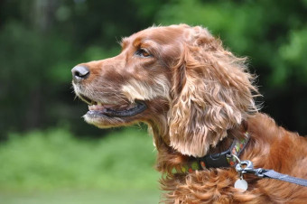Image of Paws and Prints UK service in Burley, England, United Kingdom