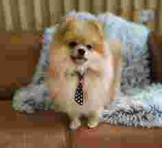 Image of Uschis FellLiebe Hundefriseur & Service service in Essen, Nordrhein-Westfalen, Germany
