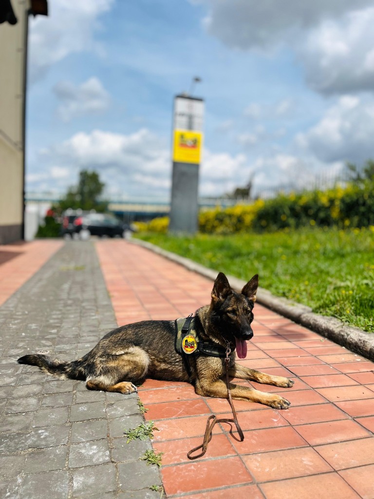 Image of K9 Security Academy | Addestramento Cani (ROMA) service in Rome, Lazio, Italy