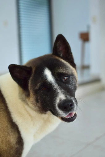 Image of Clínica Veterinaría Vida Animal service in León de los Aldama, Guanajuato, Mexico