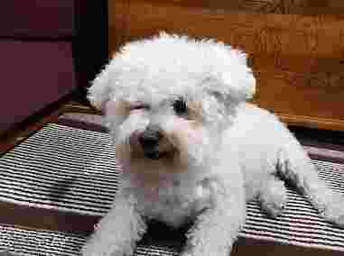 Image of Snoopy Groomer - Peluqueria canina y felina service in Peligros, Granada, Spain