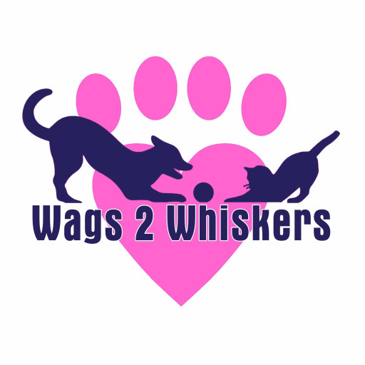 Image of Wags 2 Whiskers Dog Walking & Pet Care service in Auckland, Auckland, New Zealand
