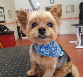 Image of Passion 4 Pooches Pet Spa service in Fernandina Beach, Florida, United States