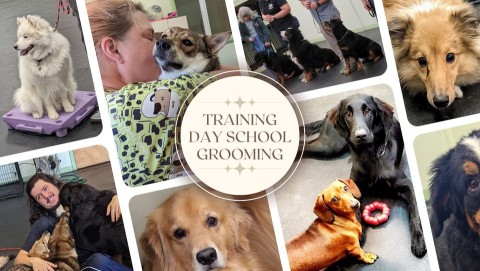 Image of Just Say K9 Sports service in Stevensburg, Virginia, United States Image of Just Say K9 Sports service in Stevensburg, Virginia, United States