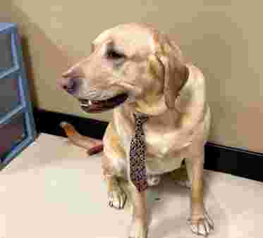 Image of Pups R Us - Grooming service in South Salt Lake, Utah, United States