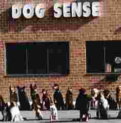 Image of Dog Sense Unlimited service in Rockville, Maryland, United States Image of Dog Sense Unlimited service in Rockville, Maryland, United States