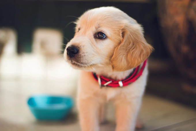 Image of Bell Brown & Bentley Veterinary Surgeons service in Leicester Forest East, England, United Kingdom