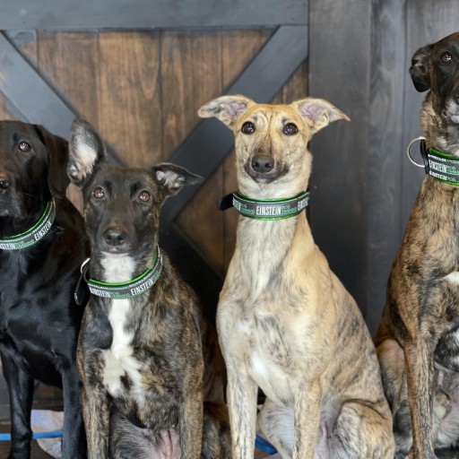 Image of Einstein Dog Training service in Fenton, Michigan, United States Image of Einstein Dog Training service in Fenton, Michigan, United States